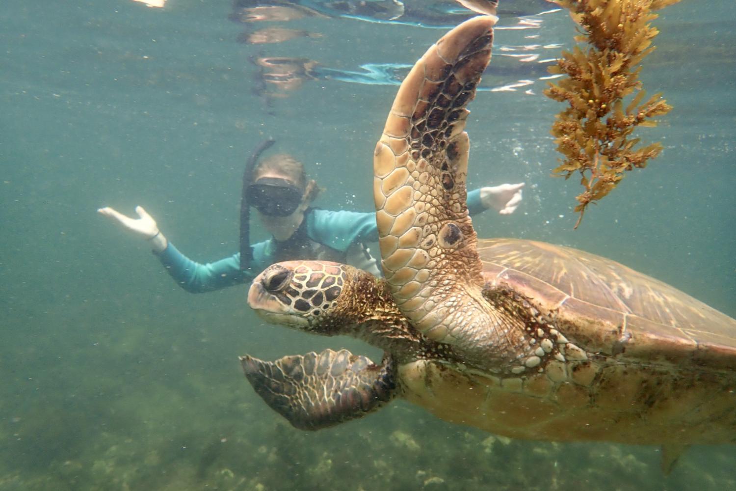一名<a href='http://q4u.daves-studio.com'>博彩网址大全</a>学生在Galápagos群岛游学途中与一只巨龟游泳.